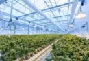 Aurora to purchase Thrive Cannabis owner TerraPharma in $38M deal