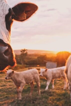 Feeding Cows Hemp Helps Them Chill Out, Federally Funded Study Finds